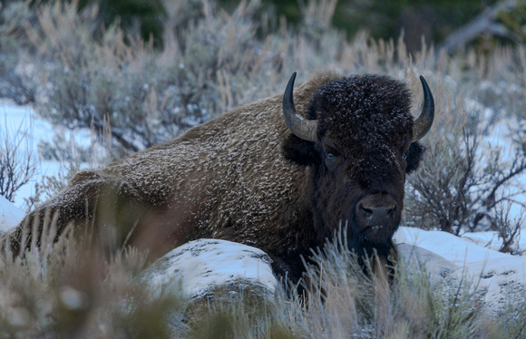 American Bison (male)
