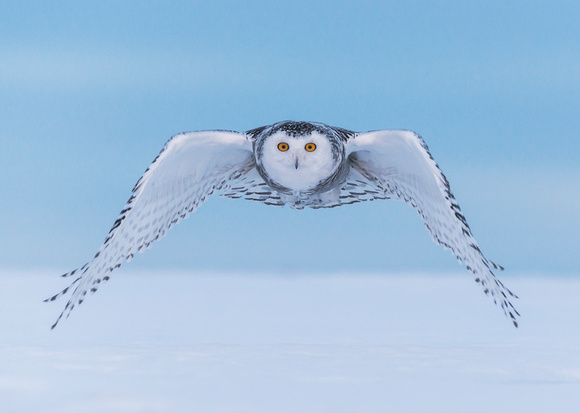 Snowy Owl (juvenile female)