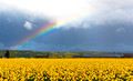 Daffodils and Rainbow
