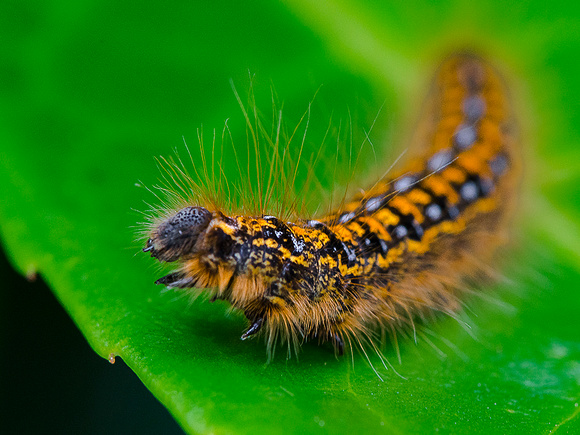 Tent Caterpillar