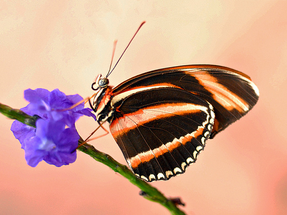 Orange Tiger Butterfly (underwing)