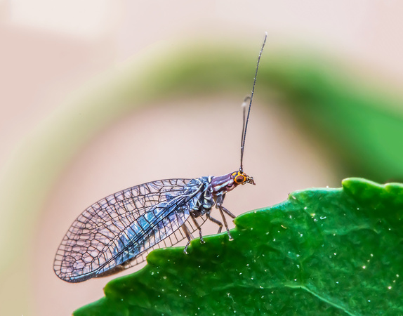 Lacewing (Nothochrysa fulviceps)