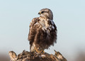Rough-legged Hawk (juvenile)