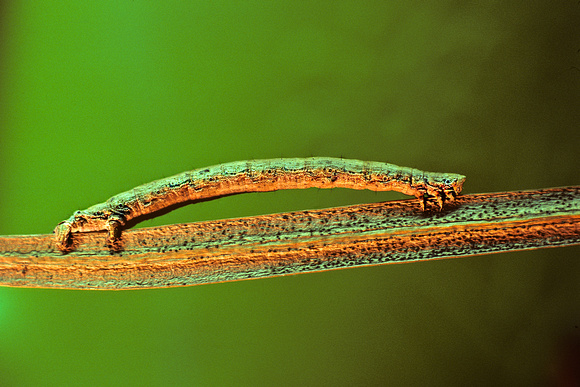 Camouflaged Inchworm