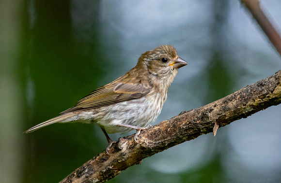 Purple Finch (female)